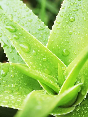 Aloe Vera