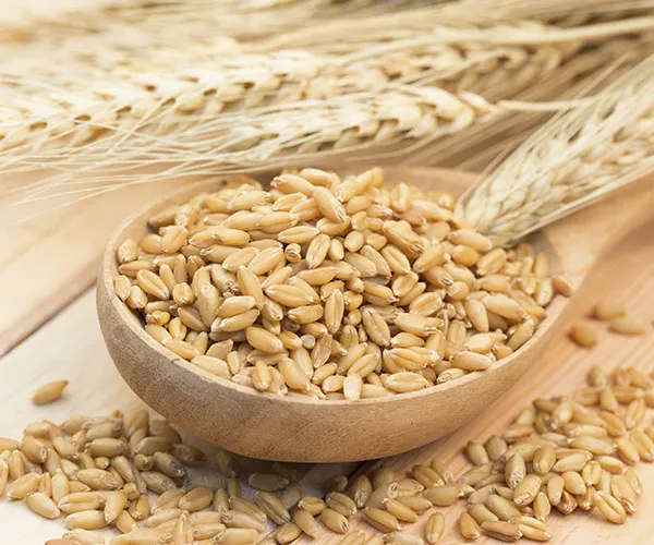 Barley anti-inflammatory foods flat belly
