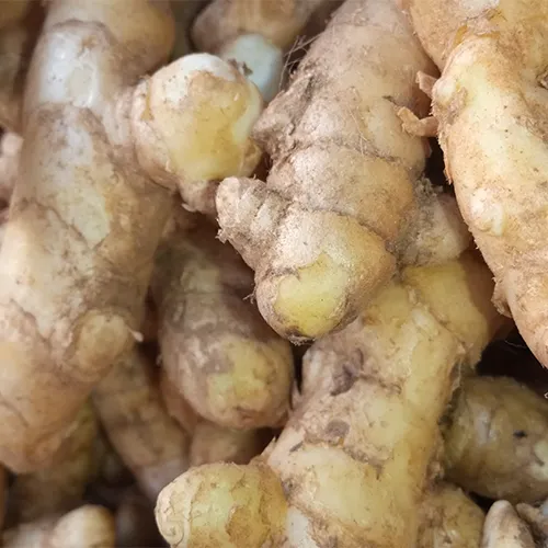 ginger best spice for weight loss