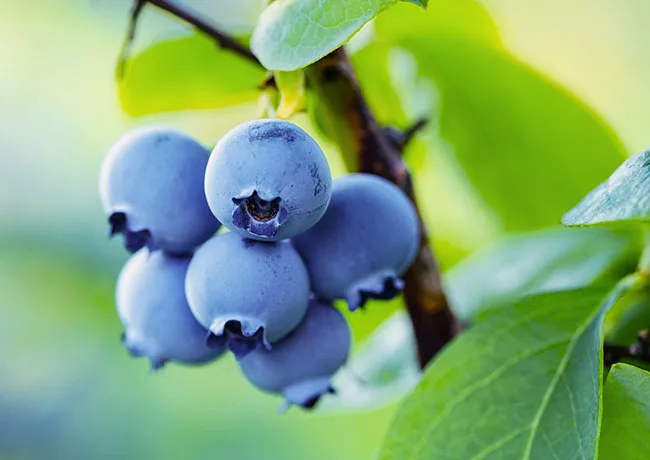 blueberries