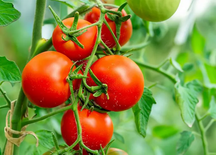 tomatoes