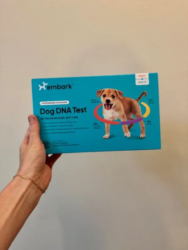 "Close-up of a dog"