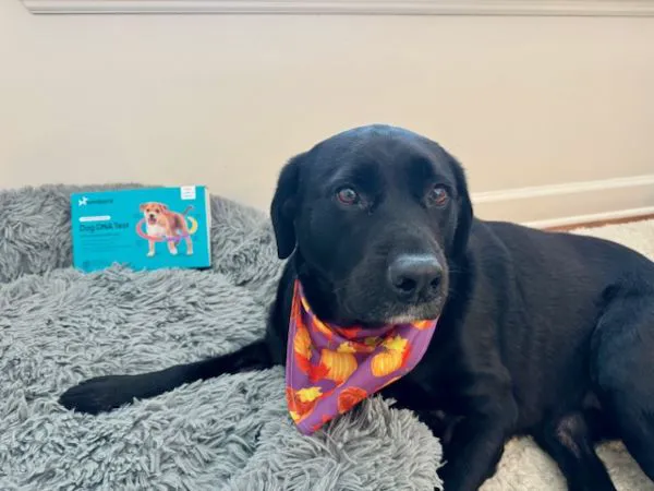 "Dog in a cozy home environment"