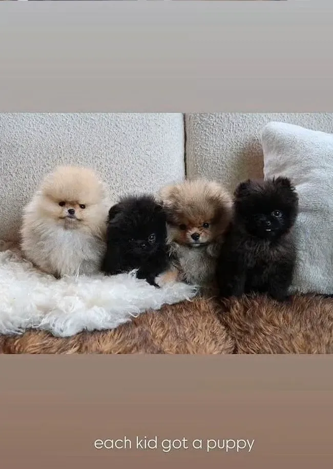 Kim Kardashian Instagram Story each kid got a puppy